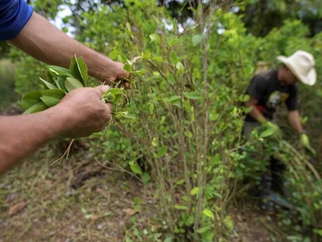 Cultivos de coca en Colombia. Foto: Getty Images