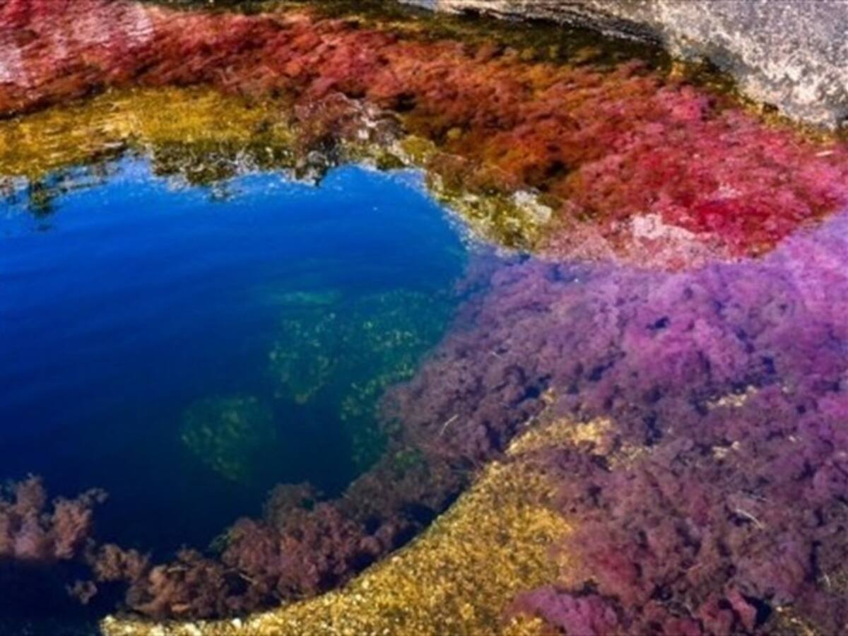 Inspirado en Caño Cristales: así es el arte del locutor Gonzalo Ayala