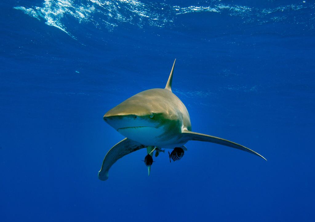 Tiburón imagen de referencia. Foto: Getty Images.