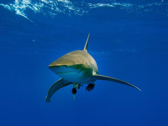 Tiburón imagen de referencia. Foto: Getty Images.