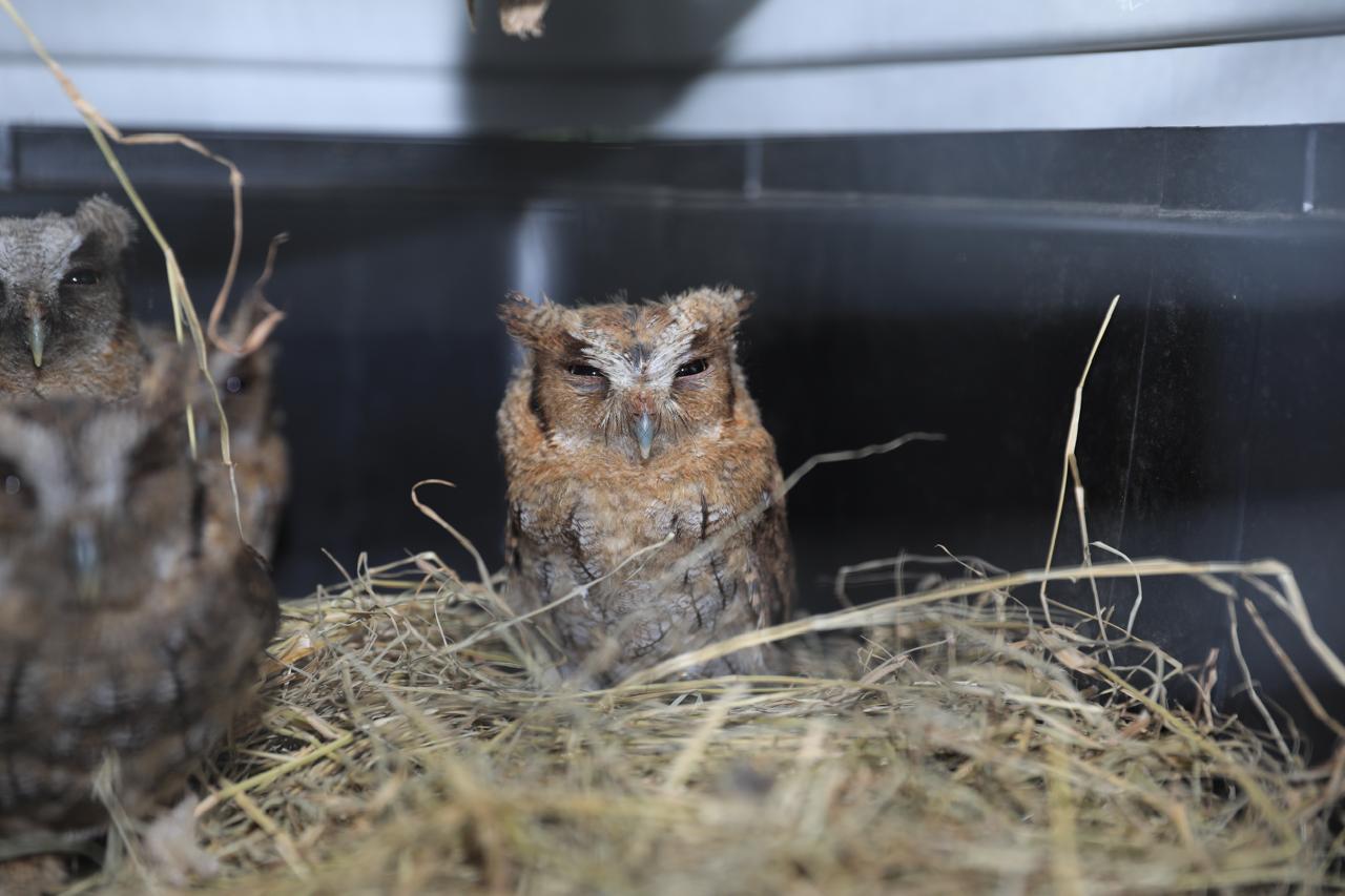 Foto: cortesía Corporación Autónoma Regional de Cundinamarca.