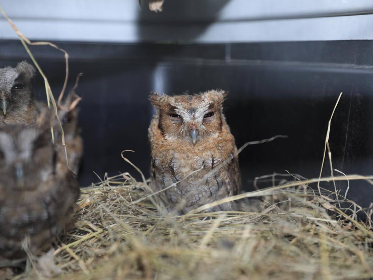 Más de 40 animales fueron liberados en reserva natural de Cundinamarca