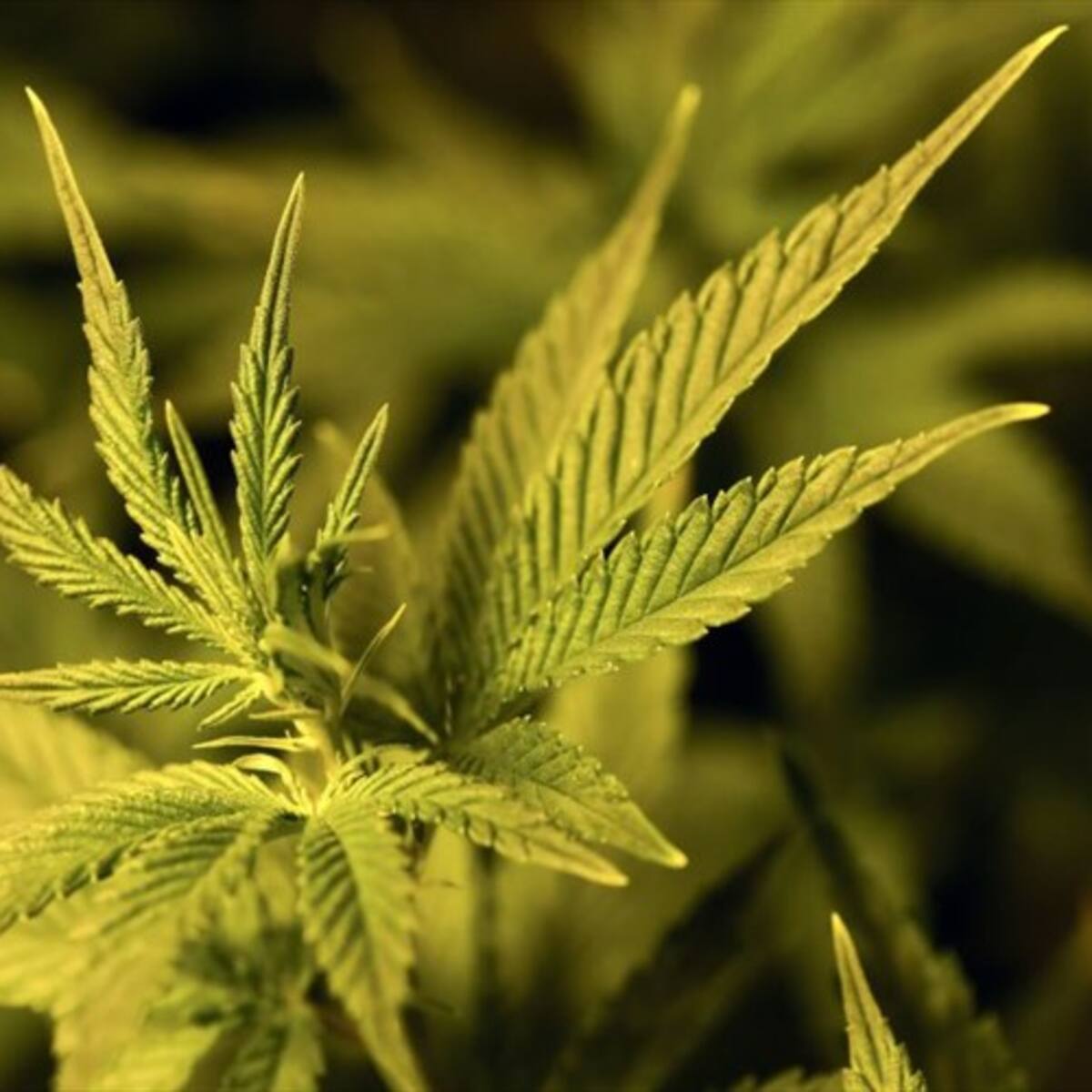 Empresario de Cannabis denuncia millonaria deuda por parte de empresa canadiense