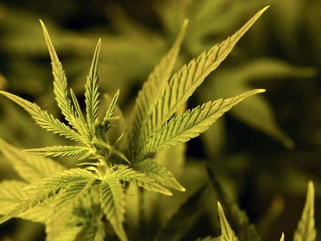 Empresario de Cannabis denuncia millonaria deuda por parte de empresa canadiense