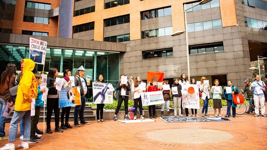 Protestas en Colombia por el regreso de Japón a la caza de ballenas. Foto: Agencia Anadolu