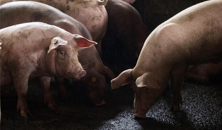 Organismos internacionales y los ministros de Agricultura de América dijeron que se requiere de la cooperación de todos los países para evitar su propagación.. Foto: EFE/Orlando Barría/Archivo