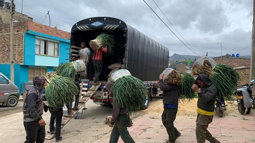 A Corabastos llegan aproximadamente unos 40 viajes diarios de cebolla larga.. Foto: La W