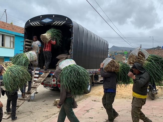 A Corabastos llegan aproximadamente unos 40 viajes diarios de cebolla larga.. Foto: La W