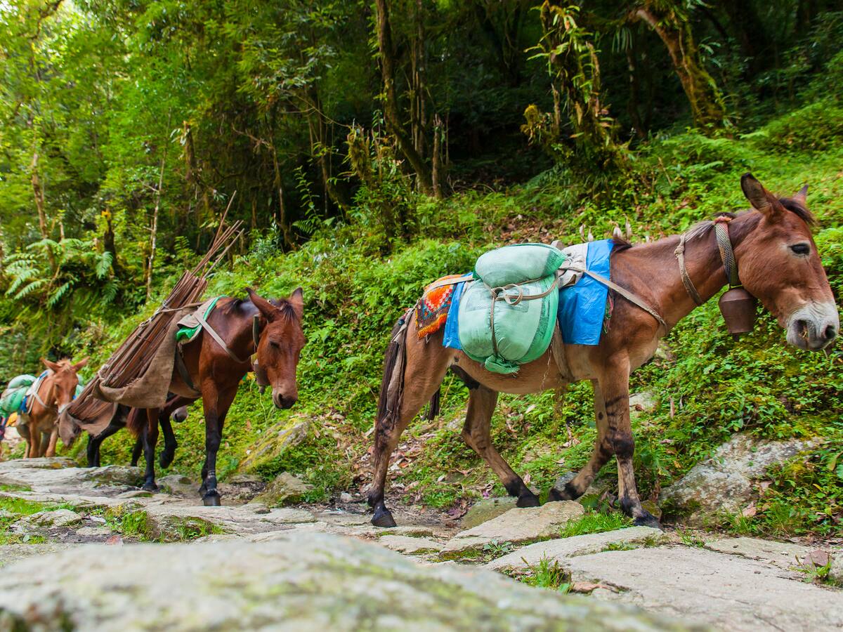 Los animales han sido instrumentalizados en el conflicto armado: experto en bioética
