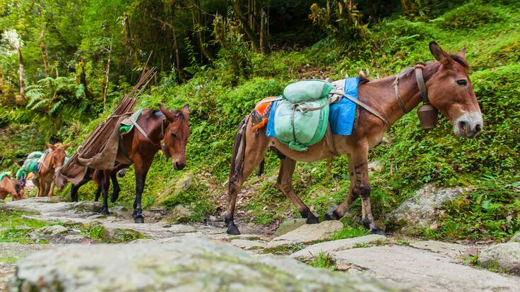 Los animales han sido instrumentalizados en el conflicto armado: experto en bioética