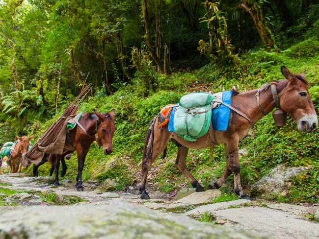 Los animales han sido instrumentalizados en el conflicto armado: experto en bioética