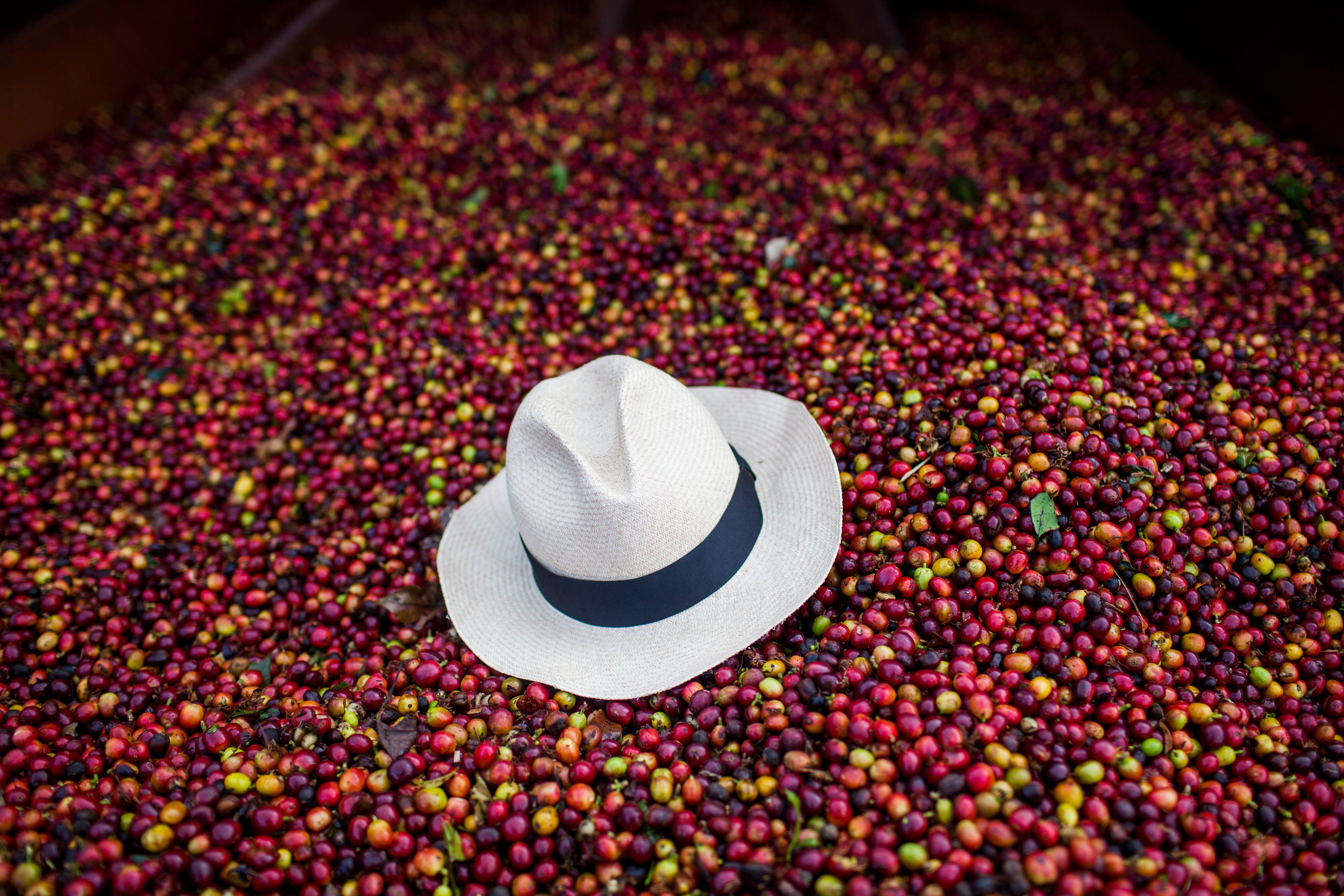 Sombrero reposando sobre una pila de granos de café rojo (Foto: Getty Images)