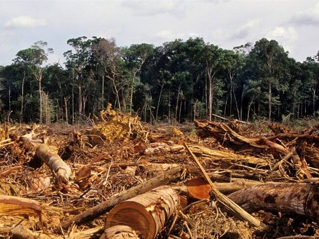 En diciembre, el desmate fue de 216 km2, frente a 190 km2 en el mismo mes de 2019.. Foto: Getty Images