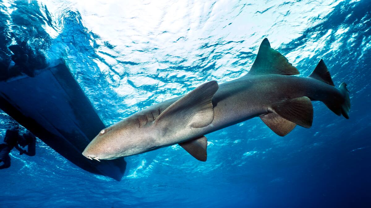 Tiburones en San Andrés, ¿riesgo para los turistas?
