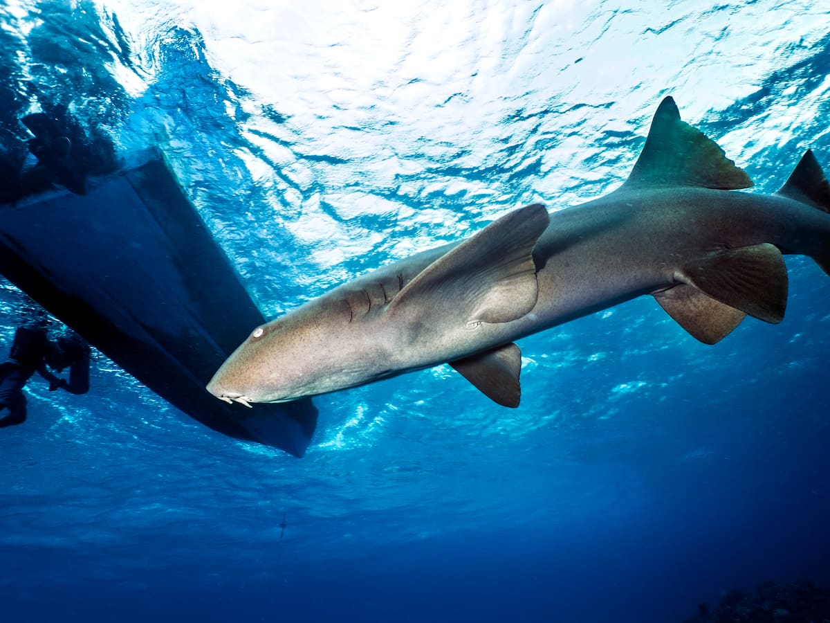 Tiburones en San Andrés, ¿riesgo para los turistas?