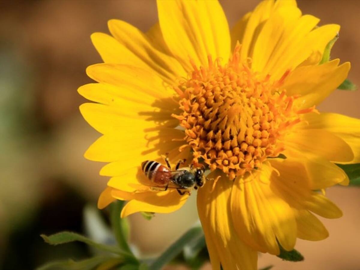 ¿Por qué un fallo judicial protegió a las abejas en Colombia?