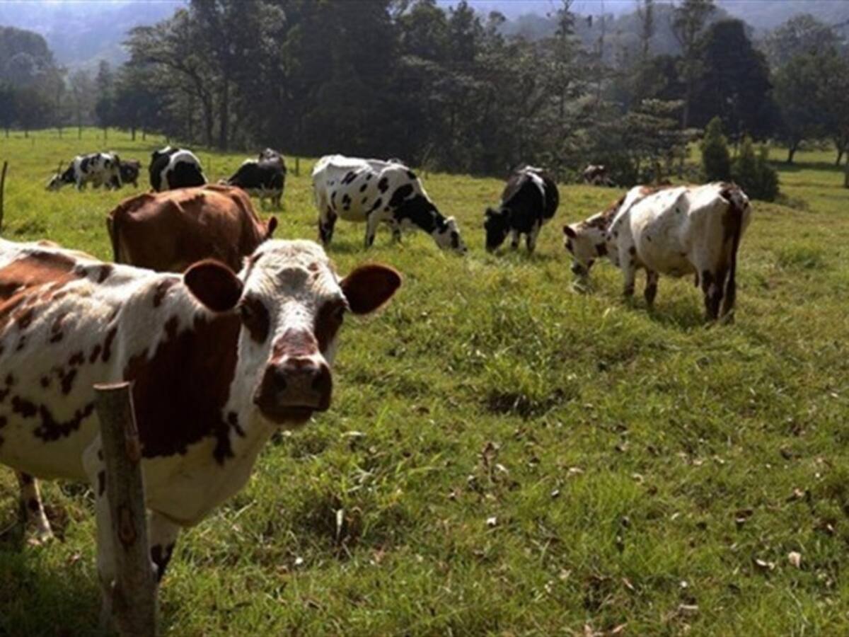 Ganaderos en Boyacá piden incremento en precio de la leche e incentivos por heladas