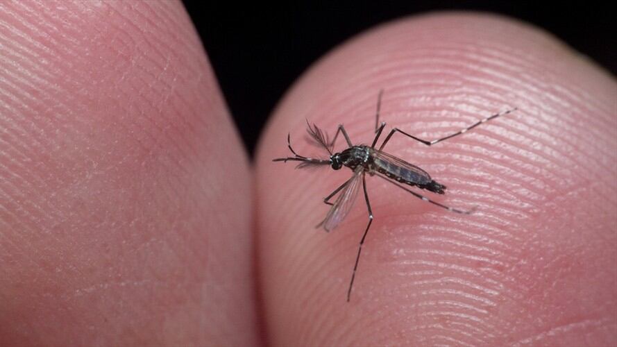 En lo que va de año, se han reportado más de 12 mil casos de dengue en Colombia según cifras del Instituto Nacional de Salud (INS).. Foto: Getty Images