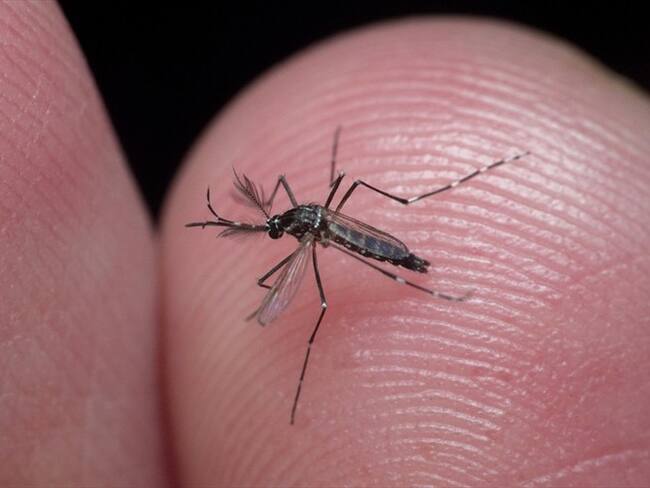 En lo que va de año, se han reportado más de 12 mil casos de dengue en Colombia según cifras del Instituto Nacional de Salud (INS).. Foto: Getty Images