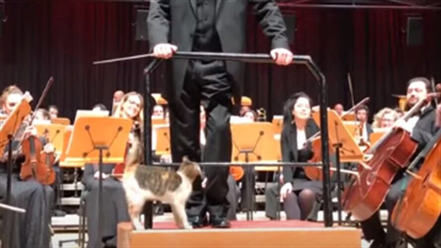 El gato desató los aplausos de público cuando acompañó al director de la orquesta en el atril.. Foto: Captura de pantalla