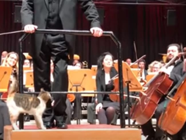 El gato desató los aplausos de público cuando acompañó al director de la orquesta en el atril.. Foto: Captura de pantalla