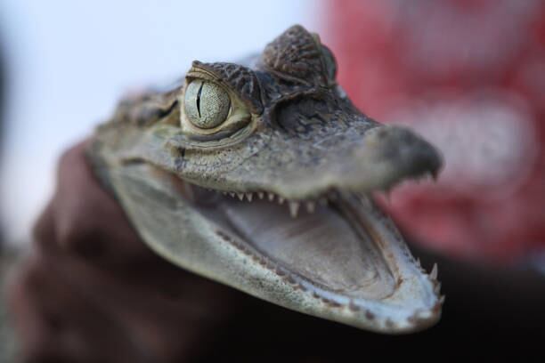 Baby caiman, held by an Indian girl, opening jaw and deterring intuders, photographed in Warao Indians village in Delta of Orinoco, Venezuela.