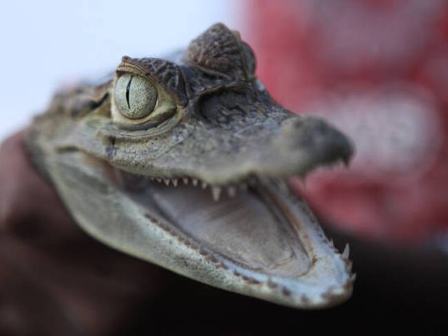 Baby caiman, held by an Indian girl, opening jaw and deterring intuders, photographed in Warao Indians village in Delta of Orinoco, Venezuela.