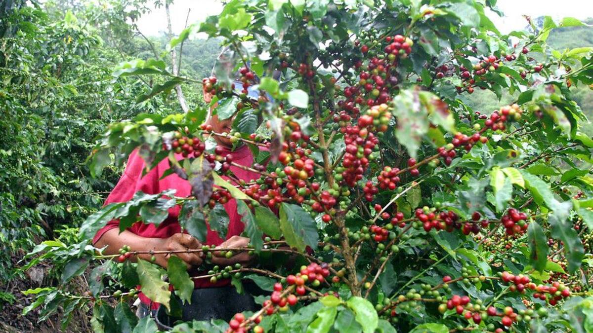 Cafeteros en alerta por costos de producción e incremento del salario mínimo