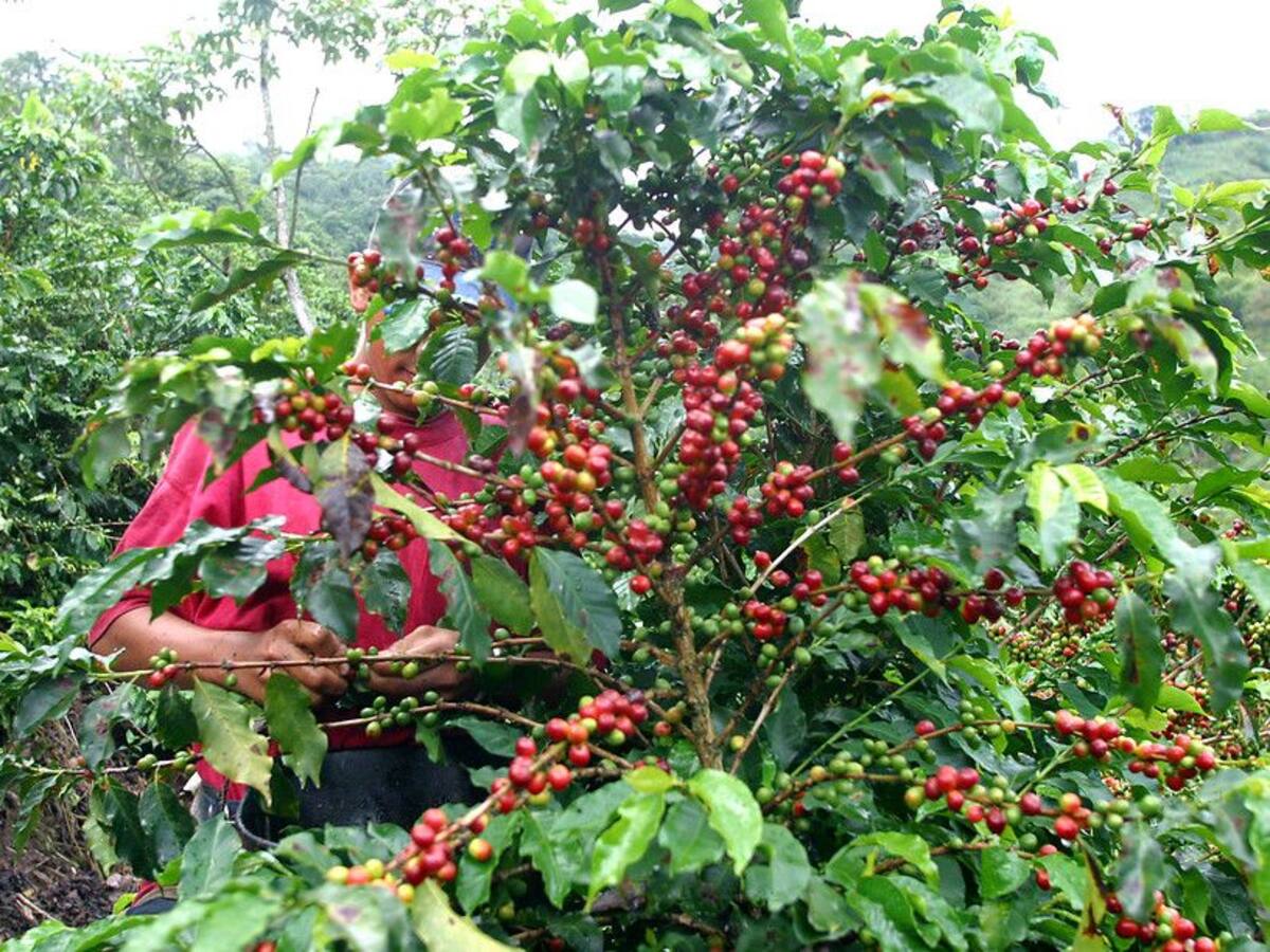 Cafeteros en alerta por costos de producción e incremento del salario mínimo