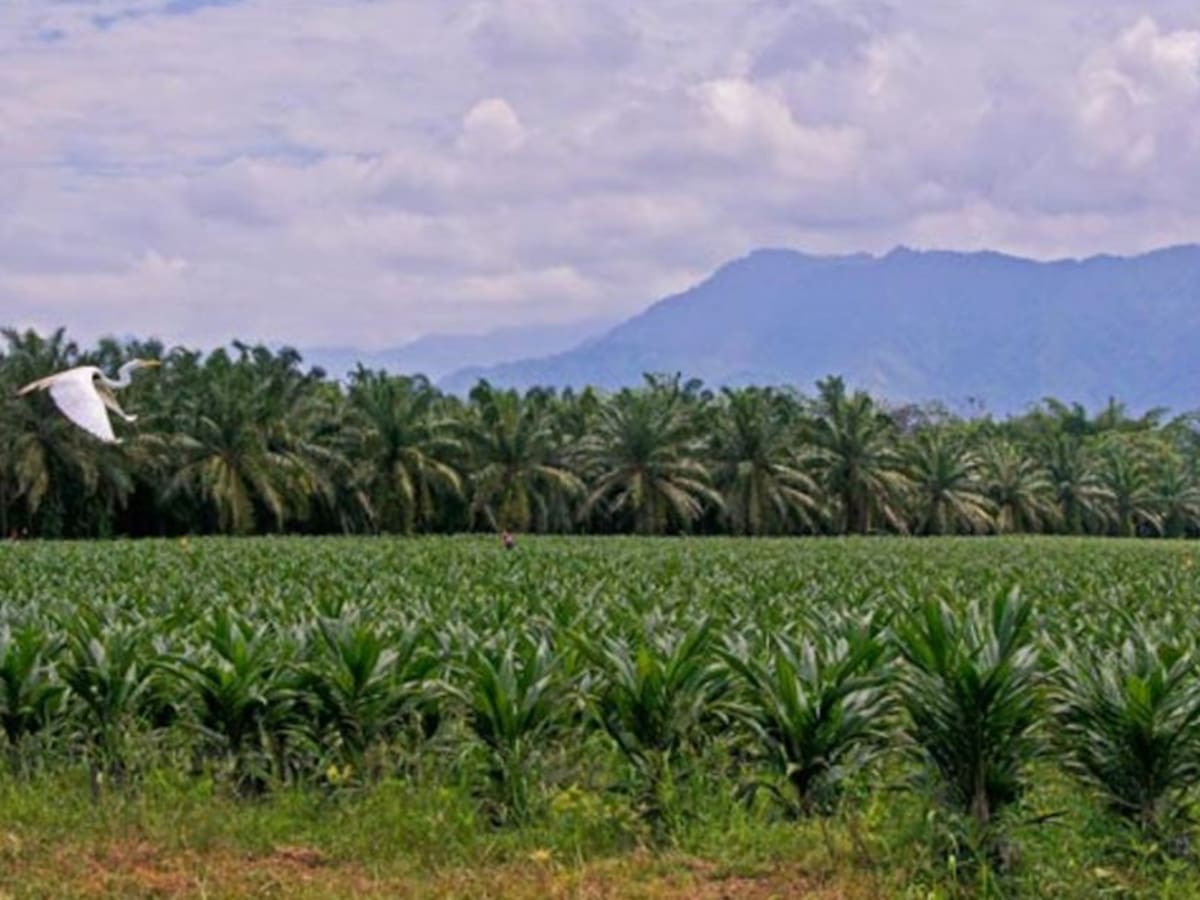 Hay preocupación en Fedepalma por deterioro de seguridad en zonas palmeras del país