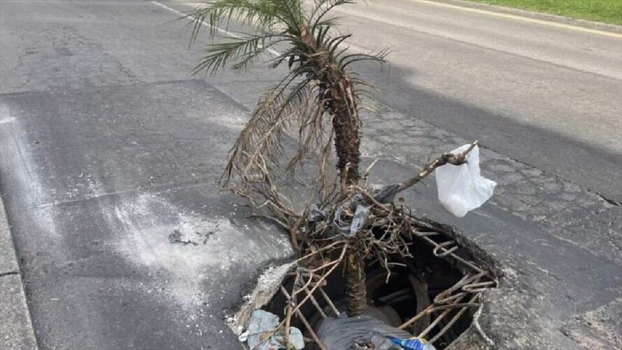 Le pusieron una palma a un hueco en Bogotá para evitar accidentes . Foto: Cortesía habitantes