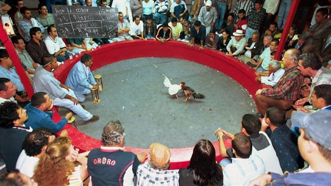 Capturan a 40 apostadores de gallos violando la cuarentena . Foto: Colprensa
