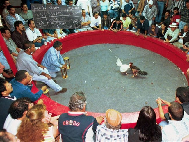 Capturan a 40 apostadores de gallos violando la cuarentena . Foto: Colprensa
