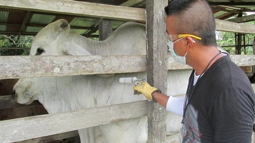 Fiebre aftosa. Foto: Colprensa