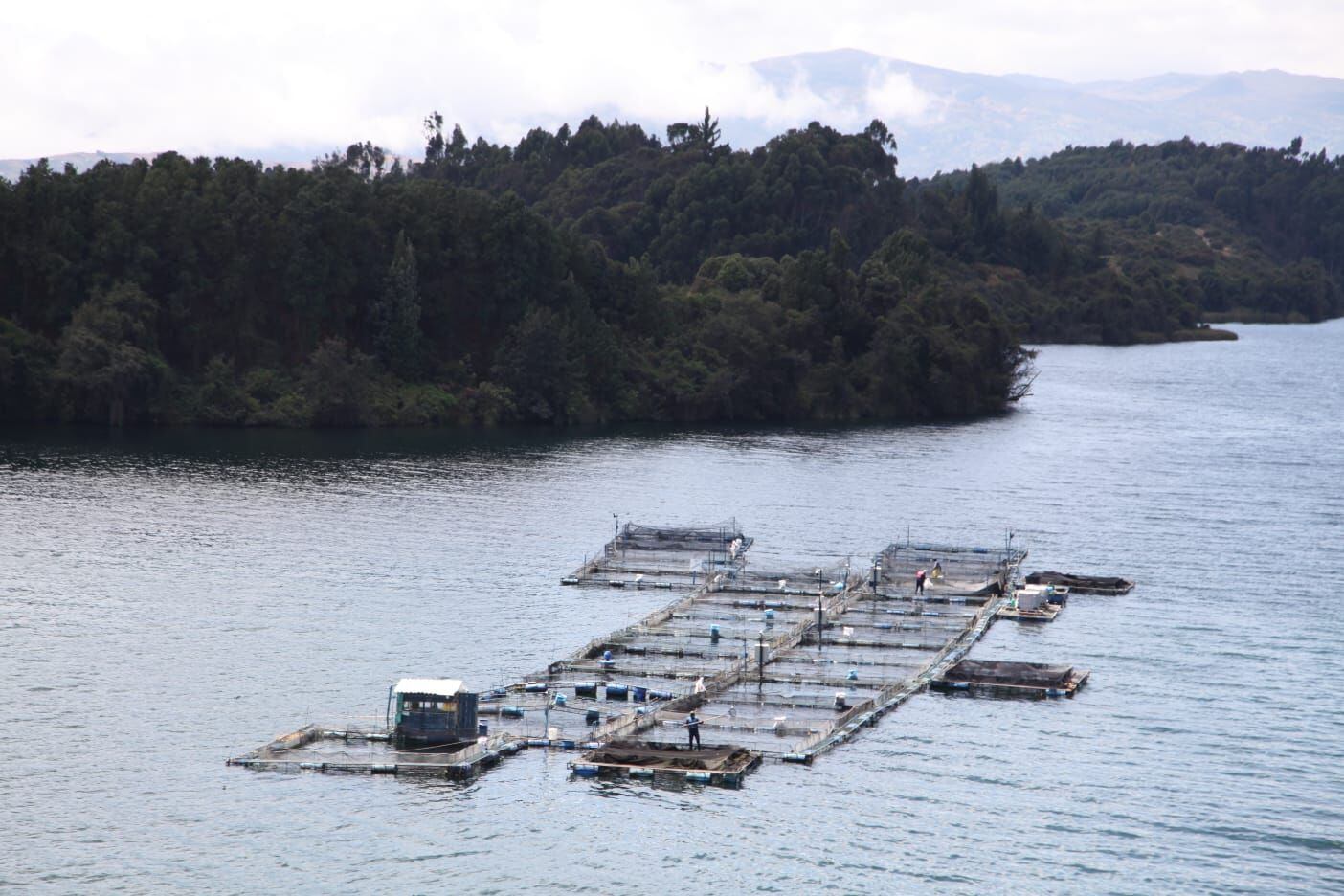 En el lago y su ronda hay presencia de acuicultores, ganaderos, agricultores y hoteleros. Foto: Fedeacua