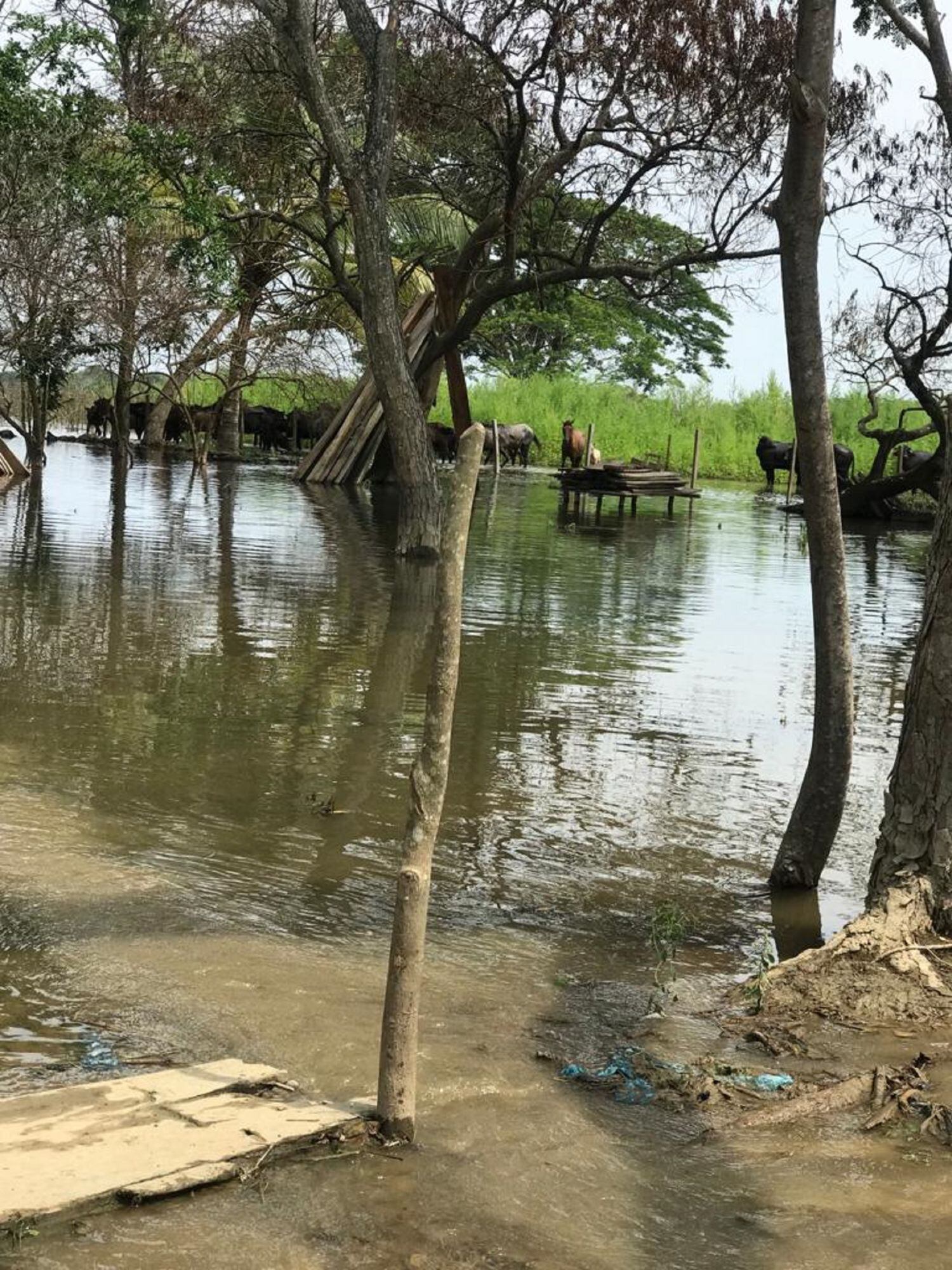 Declaran alerta roja en Ayapel por aumento en los niveles del río Cauca. Foto: cortesía.