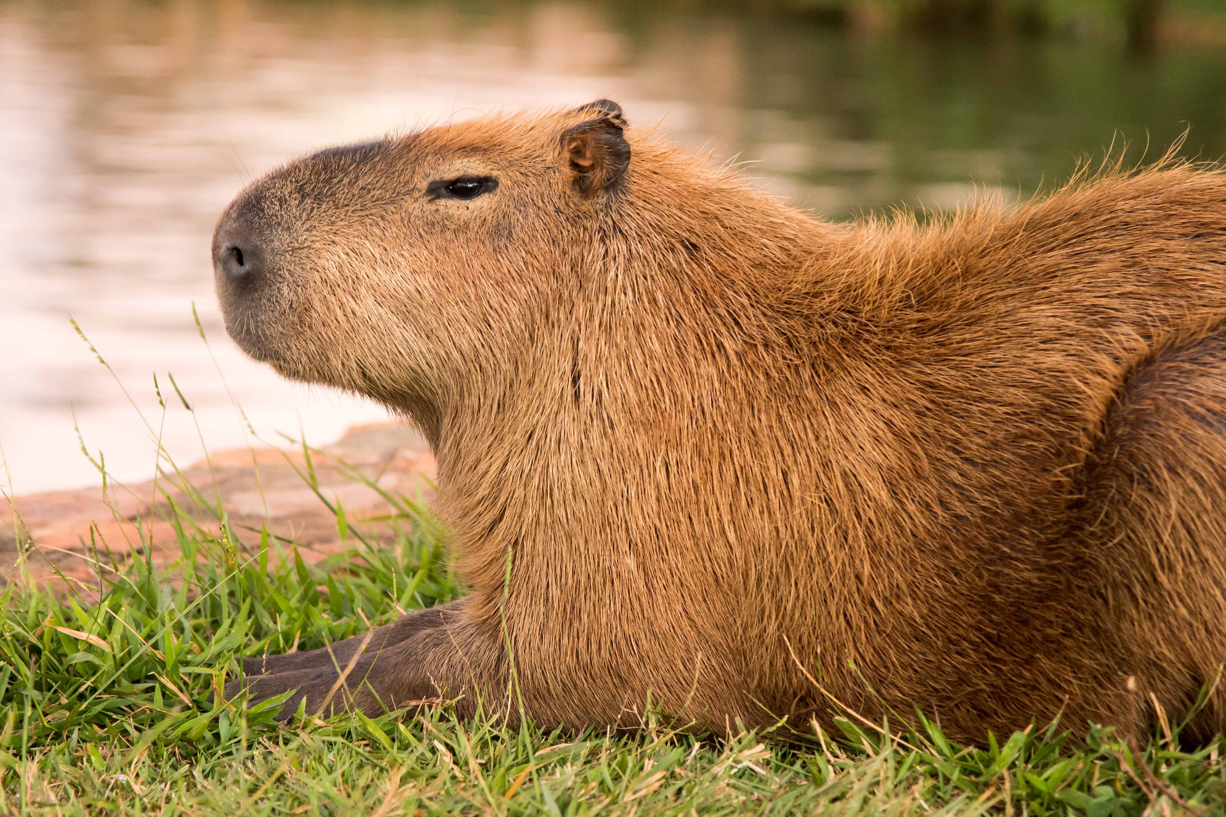 Capibara | Foto: GettyImages