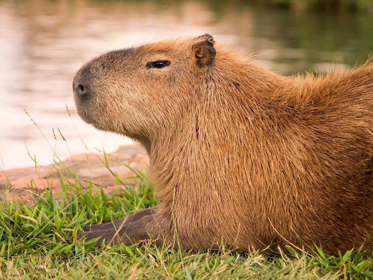 ¿Chigüiro y Capibara son el mismo animal? Este el origen del nombre que le dan en Colombia