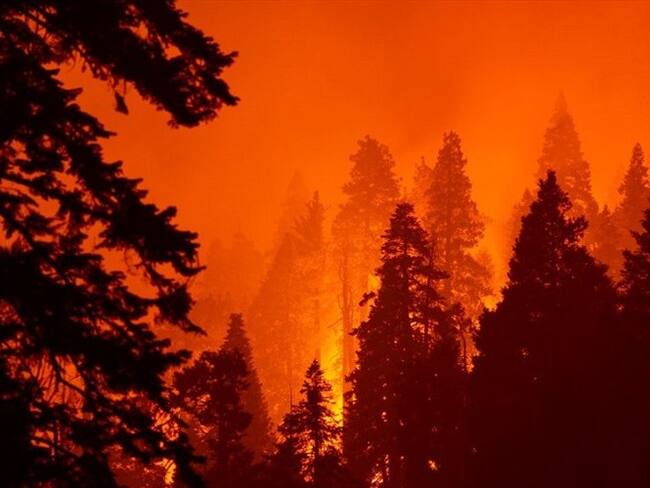Millones de dólares en pérdidas han calculado las autoridades por los incendios en Estados Unidos. Foto: Getty Images.