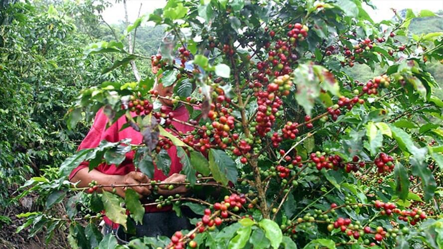 Cafeteros tomaron medidas para afrontar sequías y altas temperaturas. Foto: Colprensa