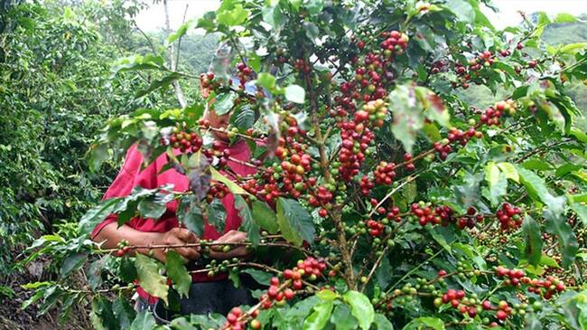 Cafeteros tomaron medidas para afrontar sequías y altas temperaturas. Foto: Colprensa