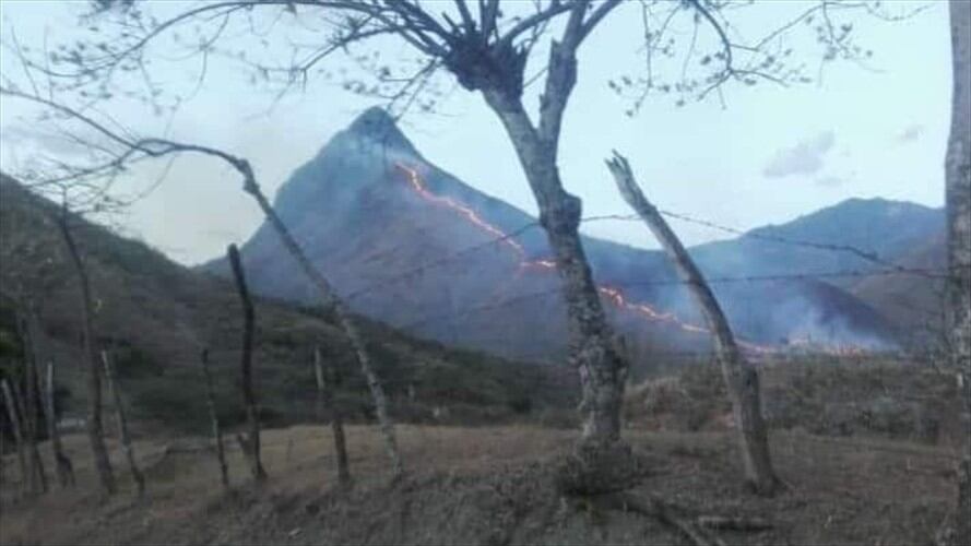 Los habitantes que apoyan las labores para controlar el incendio en terreno ya han encontrado primates muertos. Foto: Cortesía Deysi Burbano