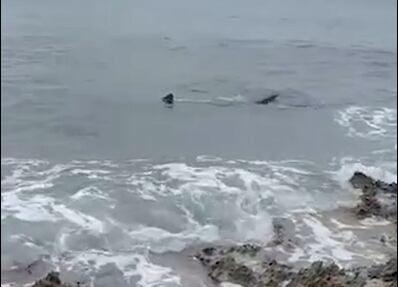 Tiburón en San Andrés, Islas.