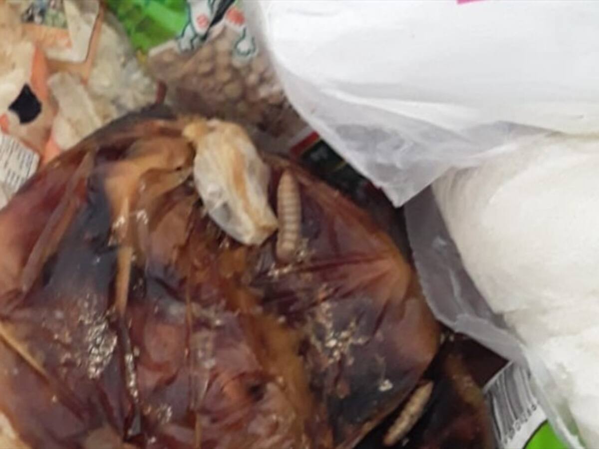 Familias desplazadas denuncian que recibieron mercados en mal estado en San José de Uré