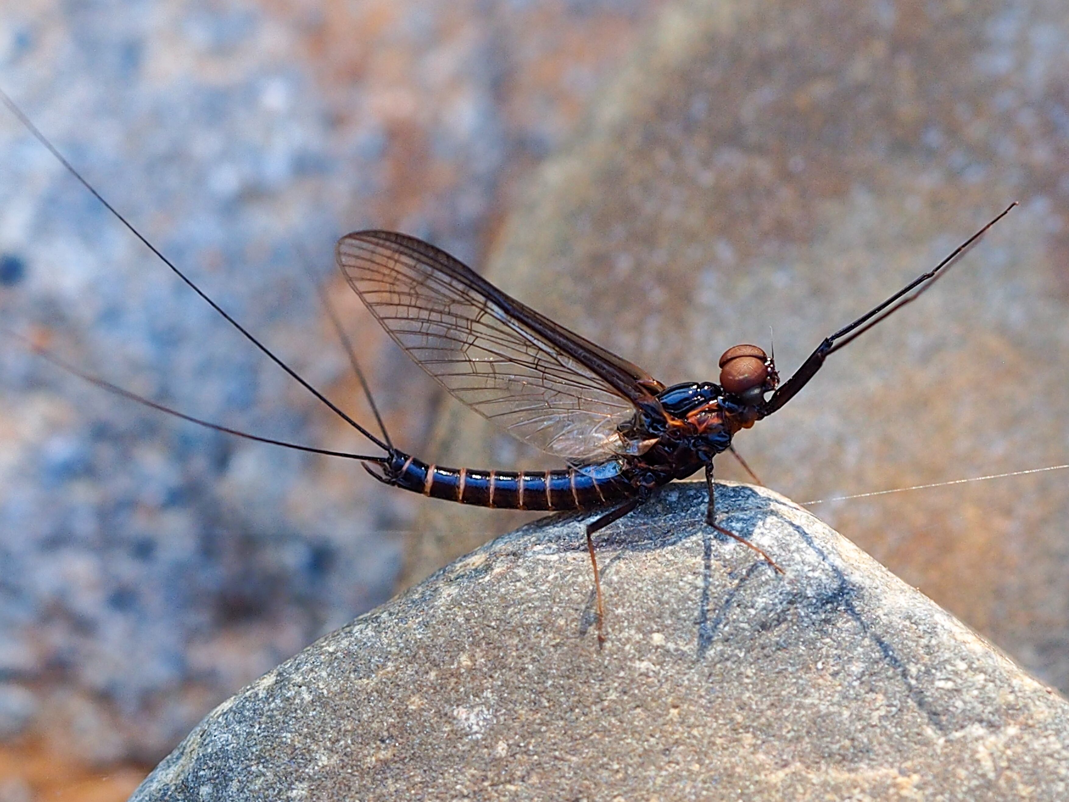 Efímera imagen de referencia. Foto: Getty Images.