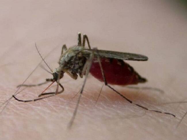 Dengue en área metropolitana de Cúcuta. Foto: Colprensa