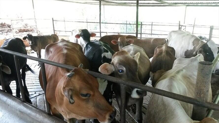 Gobierno entrega resultados del centro integrado de lucha contra el contrabajo y aftosa. Foto: Colprensa