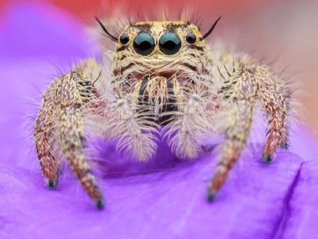 Las potenciales aplicaciones de la seda arácnida son muy variadas.. Foto: BBC Mundo