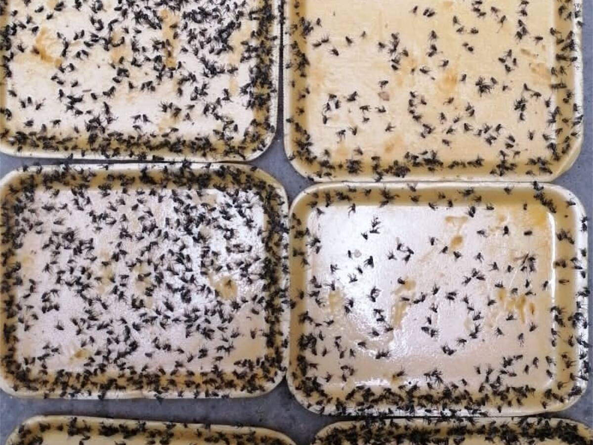 Ciudadanos denuncian invasión de moscas en Dosquebradas, Risaralda