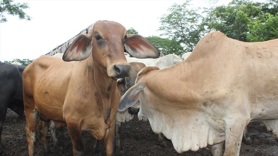 Según el MinAgricultura, el Sistema de Autorización de Terceros que se implementaría en el ICA aún es objeto de evaluación.. Foto: Colprensa